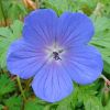 Geranium himalayense - Nagyvirg glyaorr