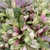 Ajuga tenorii 'Dixie Chip' - Ind�s �nf�