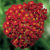 Achillea millefolium 'Desert Eve Red' - Kznsges cickafark