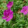 Geranium 'Tiny Monster' - Piros glyaorr