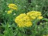 Achillea filipendulina 'Parker's Variety' - J�szag� cickafark