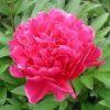 Paeonia lactiflora 'Karl Rosenfield' - Ksi bazsarzsa