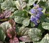 Ajuga reptans 'Burgundy Glow' - Inds nf