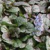 Ajuga reptans 'Braunherz' - Inds nf