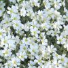 Cerastium tomentosum - Molyhos madrhr