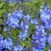 Veronica austriaca 'Crater Lake Blue' - Fogaslevel veronika