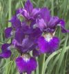 Iris sibirica 'Ruffled Velvet' - Szib�riai n�szirom