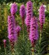 Liatris spicata 'Kobold' - Fzres dszcsorba