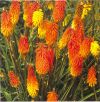 Kniphofia uvaria 'Flamenco' - Frts fklyaliliom