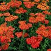 Achillea 'Walther Funcke' - K�z�ns�ges cickafark