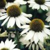 Echinacea purpurea 'Alba' - Lngvrs kasvirg