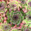 Sempervivum hibridek - Kvirzsa