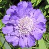 Scabiosa caucasica 'Perfecta Mid Blue' - Kaukzusi rdgszem