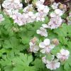 Geranium cantabrigiense 'Biokovo' - Glyaorr