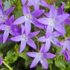 Campanula poscharskyana - Balkni harangvirg