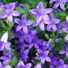 Campanula portenschlagiana - Dalmt harangvirg