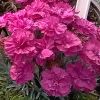 Dianthus 'Annette' - Tollas szegf