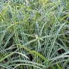 Carex morrowii 'Ice Dance' - Tarka ss