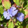 Ceratostigma plumbaginoides - Tarackol kkgykr