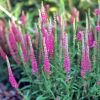 Veronica spicata 'Red Fox' - Macskafark veronika