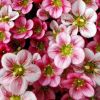 Saxifraga x arendsii 'Highlander Rose Shades' - Arends-ktrf