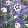 Aquilegia caerulea 'Spring Magic Navy & White' - Kék harangláb