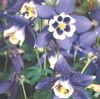 Aquilegia caerulea 'Spring Magic Navy & White' - Kk haranglb