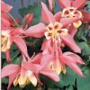 Aquilegia caerulea 'Spring Magic Rose & Ivory' ' - K�k harangl�b