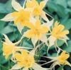 Aquilegia caerulea 'Spring Magic Yellow' - K�k harangl�b