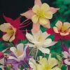 Aquilegia vulgaris 'Biedermeier' - Harangl�b