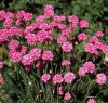 Armeria maritima 'Armada Rose' - Tengerparti pzsitszegf