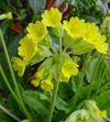 Primula veris 'Cabrillo' - Tavaszi kankalin