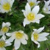 Pulsatilla vulgaris 'Alba' - Nyugati lenykkrcsin