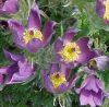 Pulsatilla vulgaris 'Violet Blue' - Nyugati lenykkrcsin