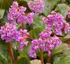 Bergenia cordifolia 'Rosea' - Szvlevel brlevl