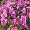 Arabis caucasica 'Little Treasure Deep Rose' - Kaukzusi ikravirg