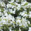 Arabis caucasica 'Little Treasure White' - Kaukzusi ikravirg