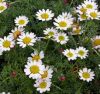 Anacyclus depressus 'Gnom' - Hever� t�rpemargitvir�g
