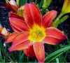 Hemerocallis 'Crimson Pirate' - Ssliliom