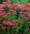 Sedum 'Herbstfreude'/ 'Autumn Joy' - Pomps varjhj