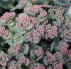 Sedum sieboldii - Oktberi varjhj