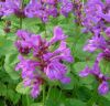 Stachys grandiflora 'Superba' - Nagyvir�g� tisztesf�
