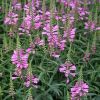 Physostegia virginiana 'Rose' - Mriavirg