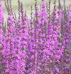 Lythrum virgatum 'Dropmore Purple' - Vesszős füzény