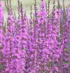 Lythrum virgatum 'Dropmore Purple' - Vesszs fzny