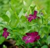 Vinca minor 'Atropurpurea' - Kis tlizld