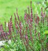 Salvia superba 'New Domension Rose' - Ligeti zslya