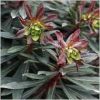 Euphorbia amygdaloides 'Purpurea' - Erdei kutyatej