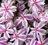 Phlox subulata 'Candy Stripe' - rlevel lngvirg