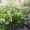 Pennisetum alopecuroides 'Hameln' - vel tollborzf